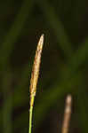 Ouachita Mountain sedge